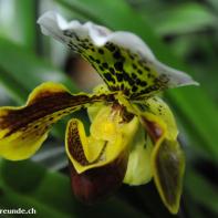 Orchideen Ausstellung in der Orangerie Elfenau 039.jpg